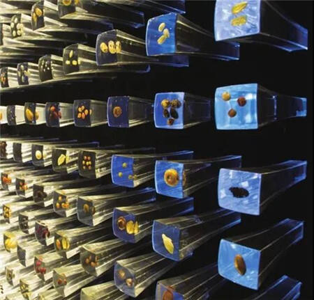 在科普展馆里,还有一面有名的"种子墙".