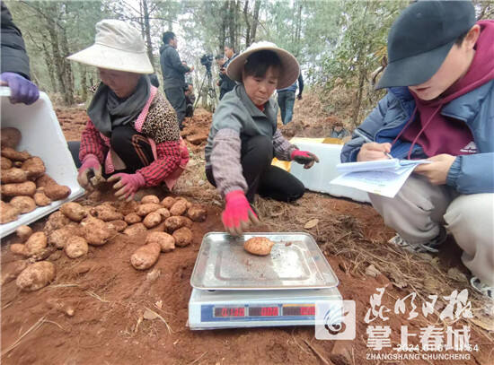 掌上春城訊 近日,在祿勸縣轉龍鎮第四屆天麻美食節滇中高山高品質烏